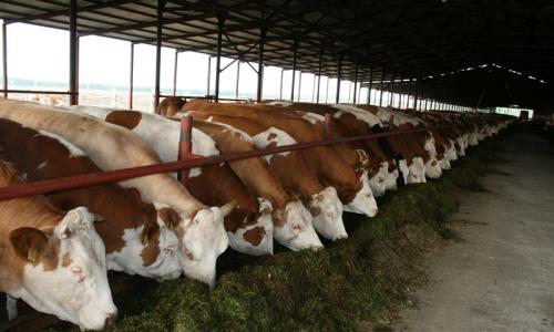 Молочная ферма в цифрах: актуальность, рентабельность, перспективы Молочная ферма бизнес план перспективы