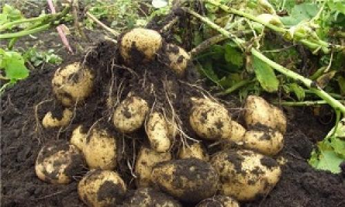 Бизнес на картофеле: выращиваем и продаем
